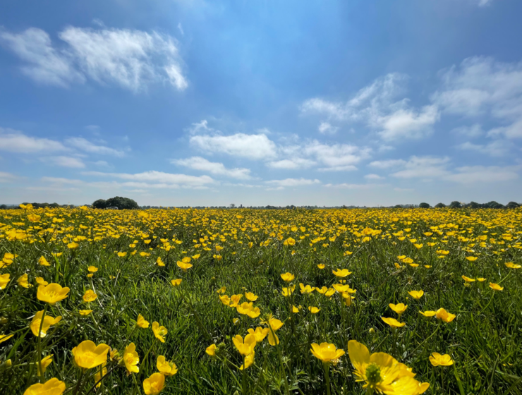 Beverley Westwood Landscape